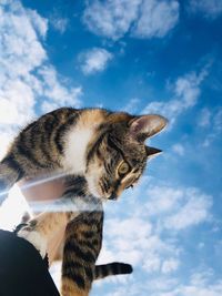 Low angle view of cat against sky