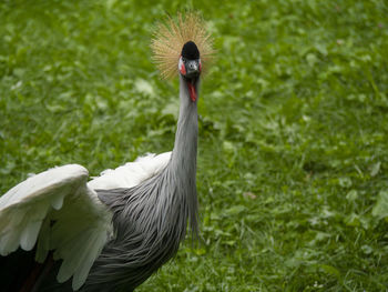 Close-up of a bird on field