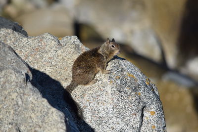 Close-up of squirrel on rock