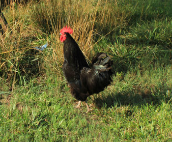 Birds on grassy field