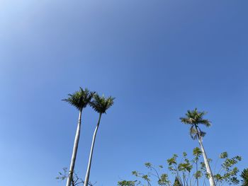 Low angle view of coconut palm tree against clear blue sky