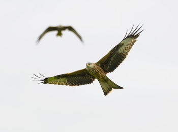 Close-up of eagle flying against clear sky