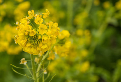 Close-up of yellow flower blooming outdoors