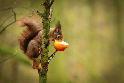 Close-up of squirrel on branch