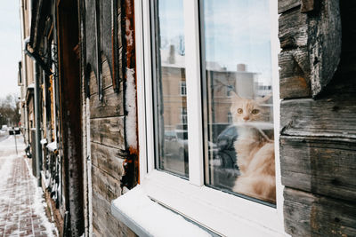 Portrait of cat looking through window