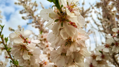 Close-up of white cherry blossom tree