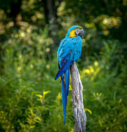 Close-up of bird perching on tree