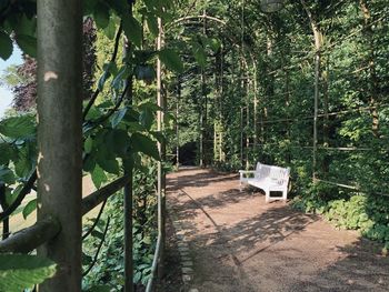 Trees growing in forest