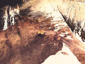 High angle view of tree trunk in forest