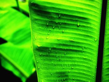 Extreme close up of green leaf