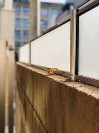 Close-up of wall against building