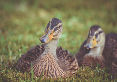 Ducks in a field