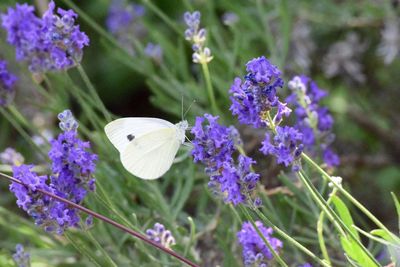 Close-up of butterfly on purple flowering plant