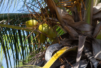 Close-up of fruit on tree