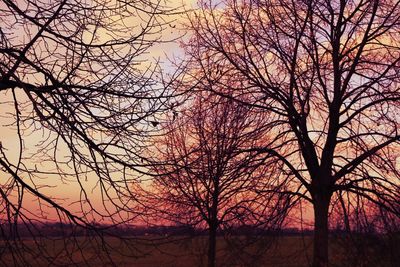 Silhouette of trees at sunset