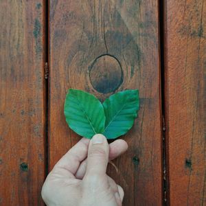 Close-up of hand holding leaves on wooden table