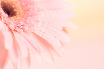 Close-up of wet pink rose flower