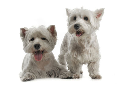 West highland white terriers against white background