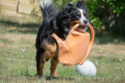 Dog carrying damaged watering can in lawn