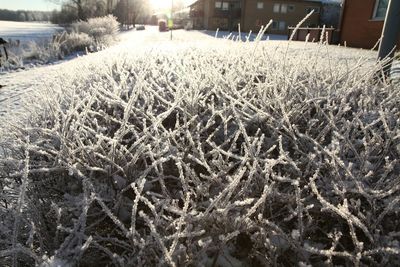 Plant growing on field