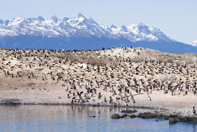 Flock of sheep in a snow