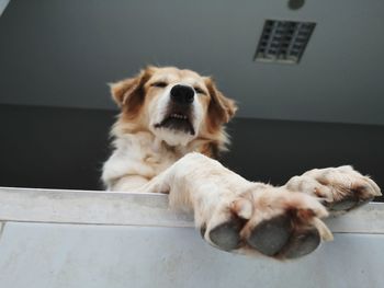 Close-up of a dog resting