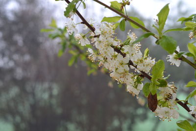 Close-up of white cherry blossoms in spring