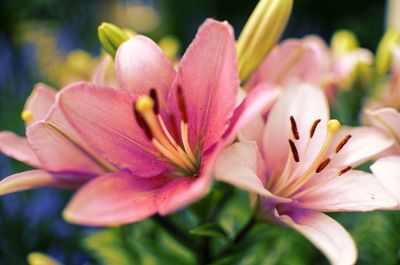 Close-up of pink lily flowers