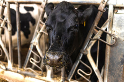 Close-up of cow