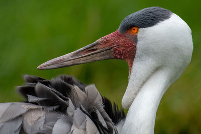 Close-up of bird