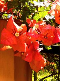 Close-up of red flowering plant