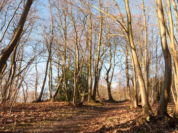 Trees in forest during autumn