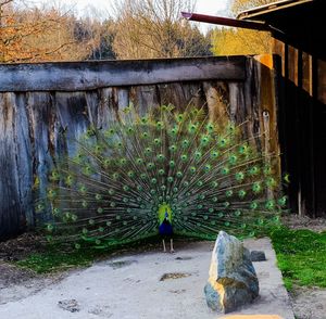 View of peacock