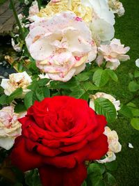 Close-up of roses blooming outdoors