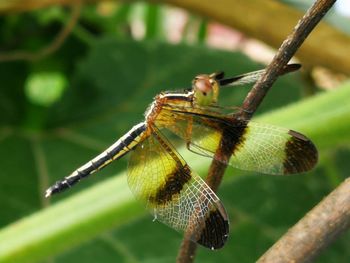 Close-up of dragonfly on plant