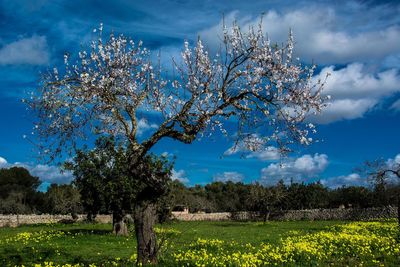 Cherry blossoms on field against sky