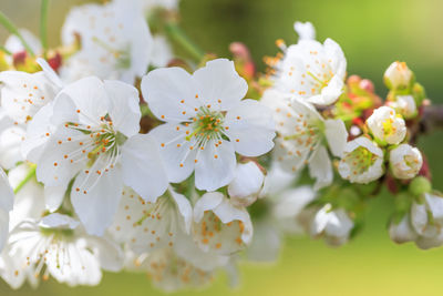 Close-up of white cherry blossoms