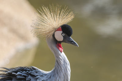 Close-up of a bird