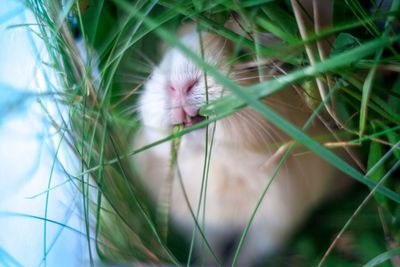 Close-up of guinea pig eating grass