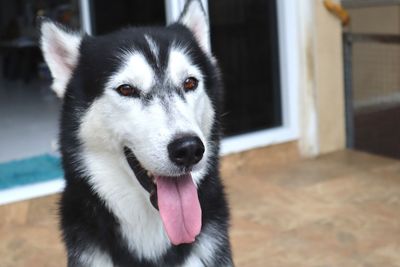 Close-up portrait of dog sticking out tongue at home