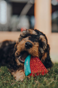 Cute two month old cockapoo puppy playing with a watermelon slice-shaped chewy toy in a garden.