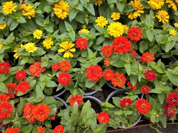 Close-up of red flowers blooming outdoors