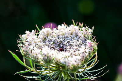 Close-up of white flowering plant