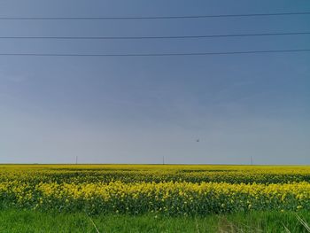 rapeseed