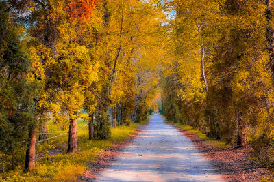 Road amidst trees during autumn