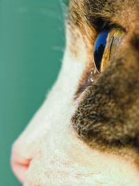 Close-up of human eye