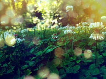 Close-up of flowers blooming outdoors