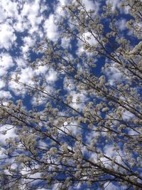 Low angle view of tree against cloudy sky