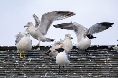Seagulls chillin'  on a roof
