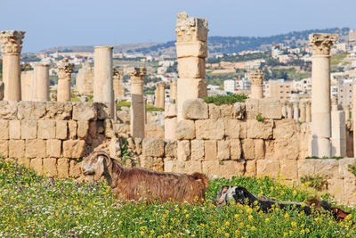 Goats against ruined structure and columns